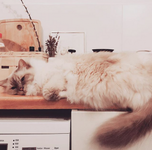 Bildschirmfoto 2019-01-08 um 15.18.47.png