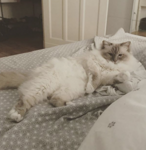 Bildschirmfoto 2019-01-08 um 15.21.58.png