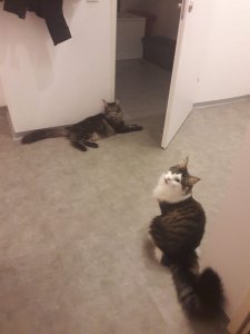 WhatsApp Image 2019-01-09 at 00.12.53.jpeg