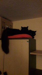 WhatsApp Image 2018-12-24 at 02.40.18.jpeg