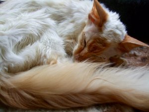 DSCF0178.jpg DSCF0178.jpg