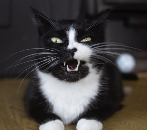 Screen Shot 2019-01-24 at 7.19.24 PM.png