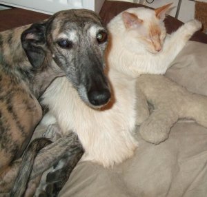 limchen und Dandy febr. 08 -2.jpg