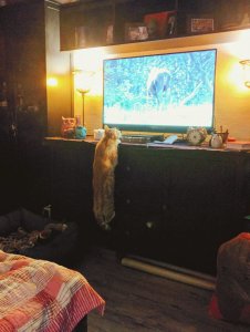 IMG_20181213_032524.jpg IMG_20181213_032524.jpg