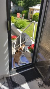 Katzen 2018 (194).jpg