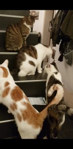 Screenshot_20190214-235224_Video Player.jpg