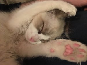 Baby Jon schläft.jpg