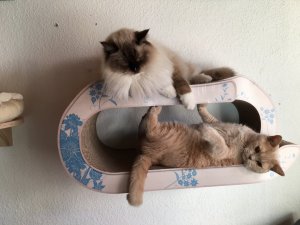 Giacomo und Spidercat.jpg