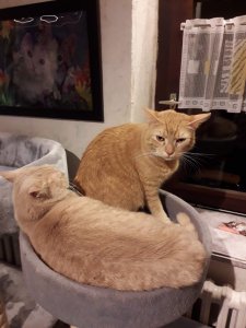 20190213_215917.jpg 20190213_215917.jpg