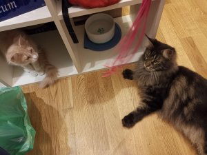 photo_2019-02-17_19-39-13 (2).jpg