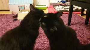 WhatsApp Image 2019-02-22 at 22.20.46 (3).jpeg