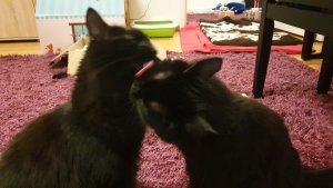 WhatsApp Image 2019-02-22 at 22.20.47.jpeg