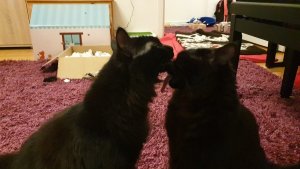 WhatsApp Image 2019-02-22 at 22.20.47 (1).jpeg