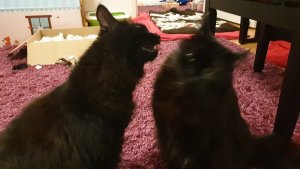 WhatsApp Image 2019-02-22 at 22.20.47 (2).jpeg WhatsApp Image 2019-02-22 at 22.20.47 (2).jpeg