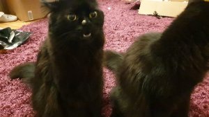 WhatsApp Image 2019-02-23 at 22.08.34.jpeg