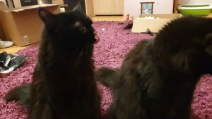 WhatsApp Image 2019-02-23 at 22.09.10.jpeg