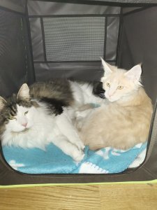 WhatsApp Image 2019-03-02 at 15.26.31.jpeg