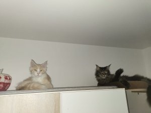 WhatsApp Image 2019-03-02 at 15.31.34.jpeg