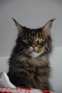 Monti_March (120).png