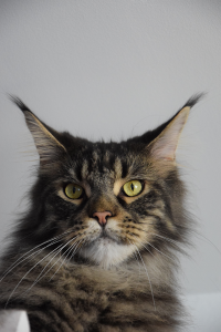 Monti_March (128).png