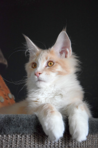 Monti_March (64).png