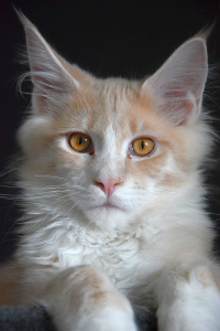 Monti_March (68).png