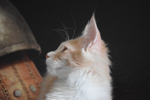 Monti_March (80).png