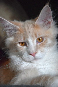 Monti_March (96).png