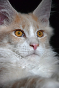 Monti_March (100).png