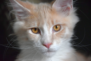 Monti_March (103).png