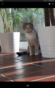 Screenshot_20190313-170752_eBay Kleinanzeigen.jpg