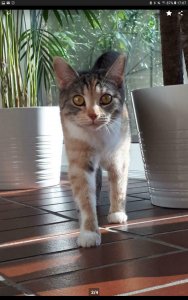 Screenshot_20190313-170800_eBay Kleinanzeigen.jpg