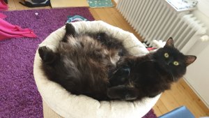 WhatsApp Image 2019-03-29 at 09.53.13.jpeg