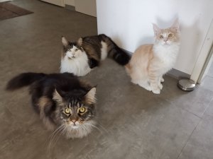 WhatsApp Image 2019-03-29 at 12.41.56.jpeg