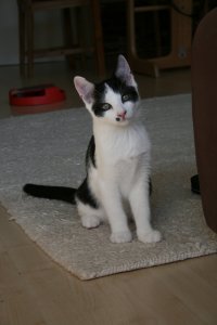 Findus und Filou 046.jpg