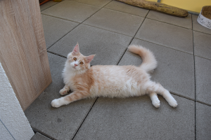 Balkon_Ap19 (62).png