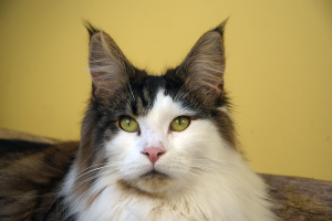 Balkon_Ap19 (93).png