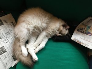 Giacomo schläft mit Zeitung.jpg