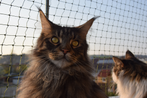 Balkon_AP19 3 (141).png