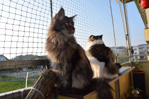 Balkon_AP19 3 (152).png