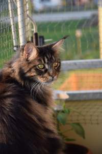 Balkon_AP19 3 (175).png