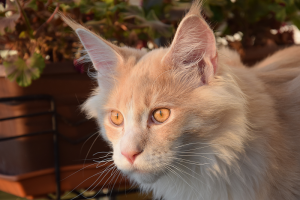 Balkon_AP19 3 (181).png