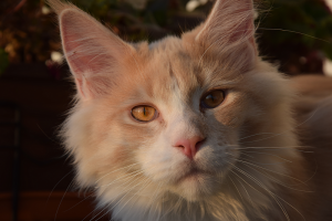 Balkon_AP19 3 (188).png