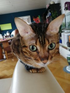 IMG_20190519_093438.jpg IMG_20190519_093438.jpg