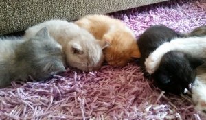 2018-04-12 17.31.19.jpg