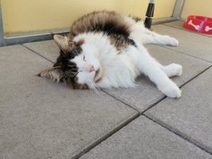 WhatsApp Image 2019-06-09 at 15.39.36.jpeg