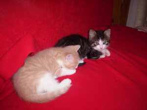 6 Wochen 2 Tage 4.JPG