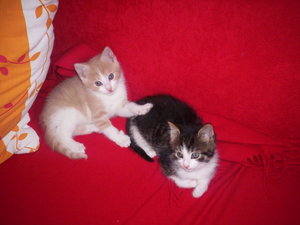 6 Wochen 2 Tage 3.JPG