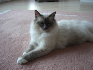 Pupsi Juli 2011 025.jpg