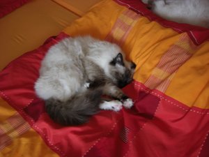 Katzen Juli 2011 001.jpg